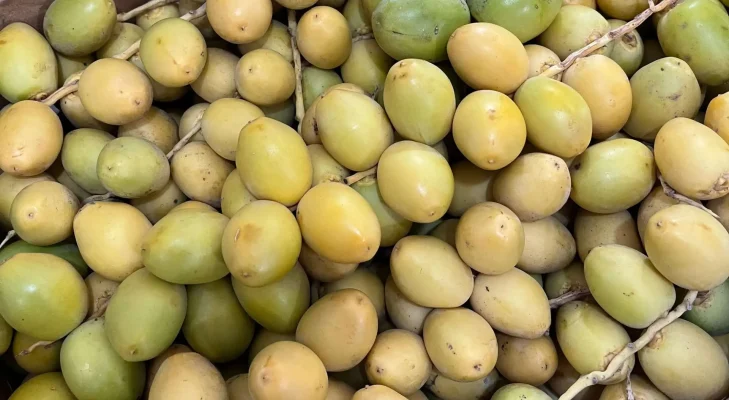 10 Manfaat Kurma Muda untuk Promil (Program Hamil)
